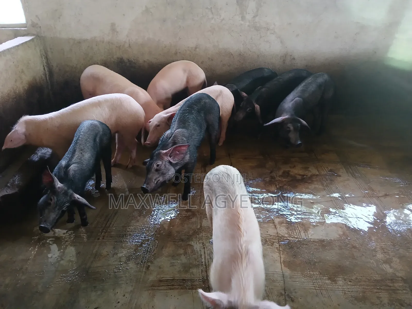 Organic Pigs for Sale