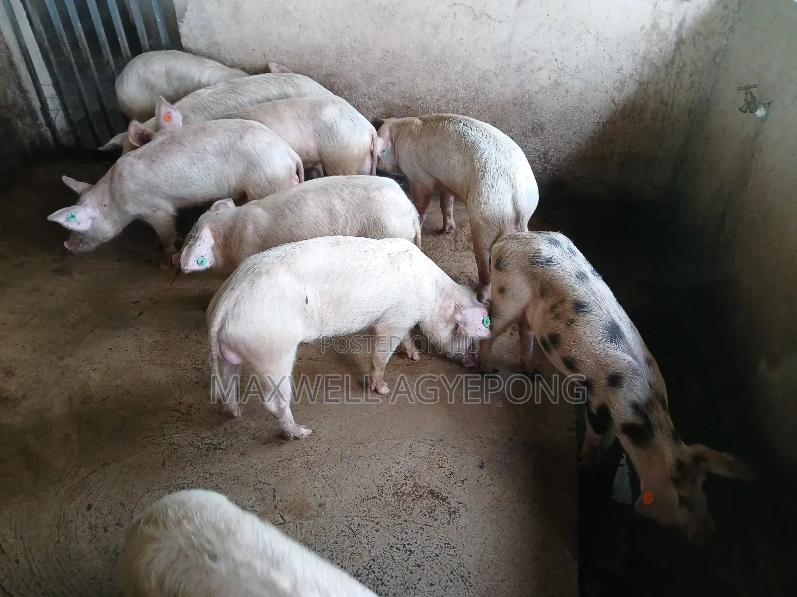 Organic Pigs for Sale