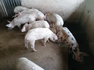 Organic Pigs for Sale