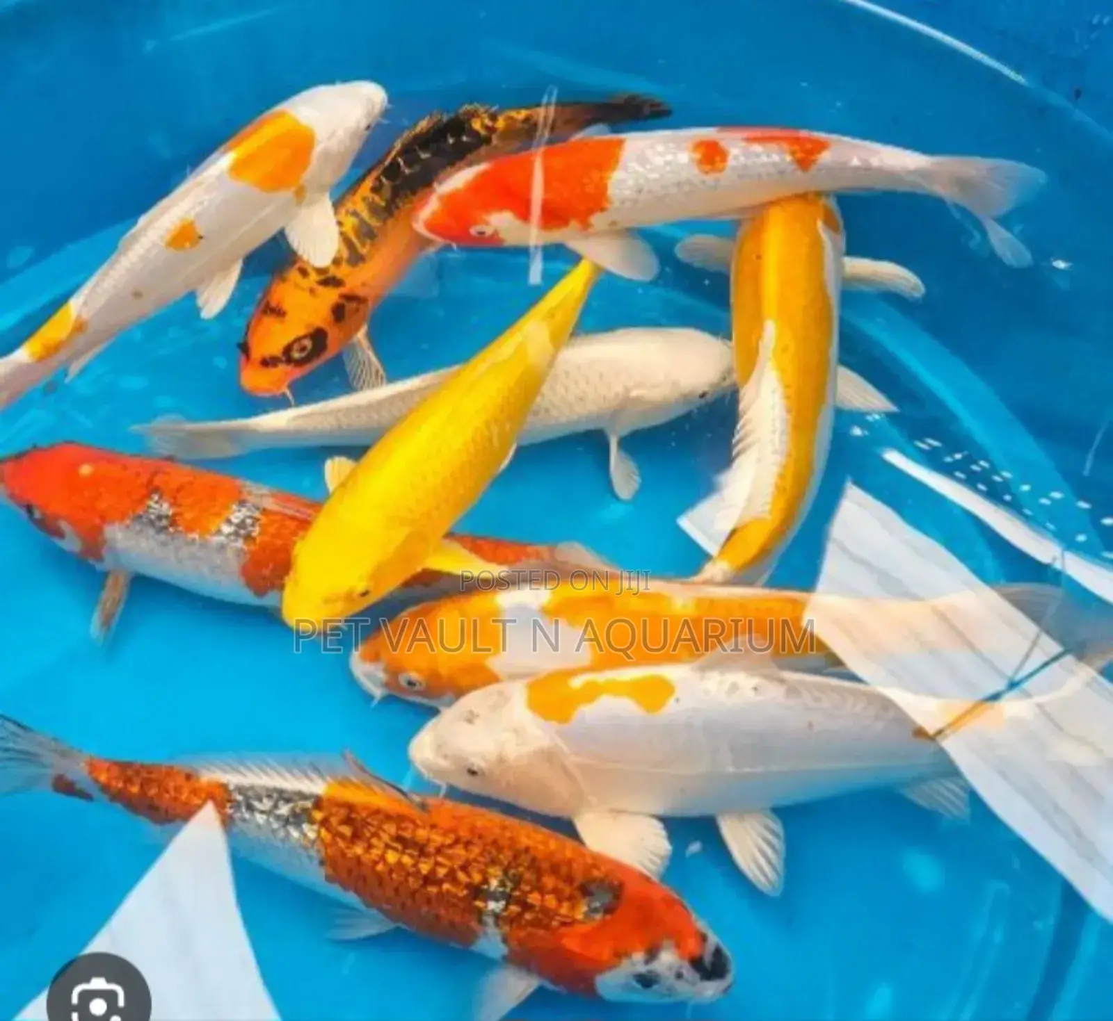 Koi Carps for Aquarium