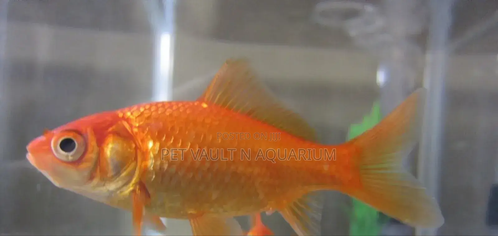 Gold Fish for Aquarium