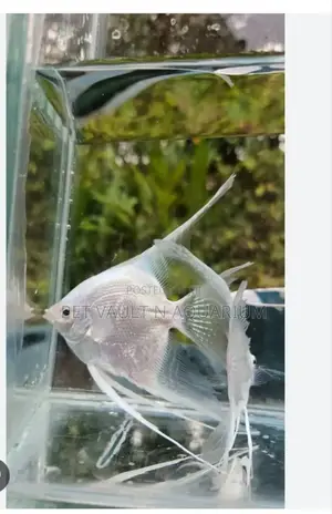 Angle Fish for Aquarium