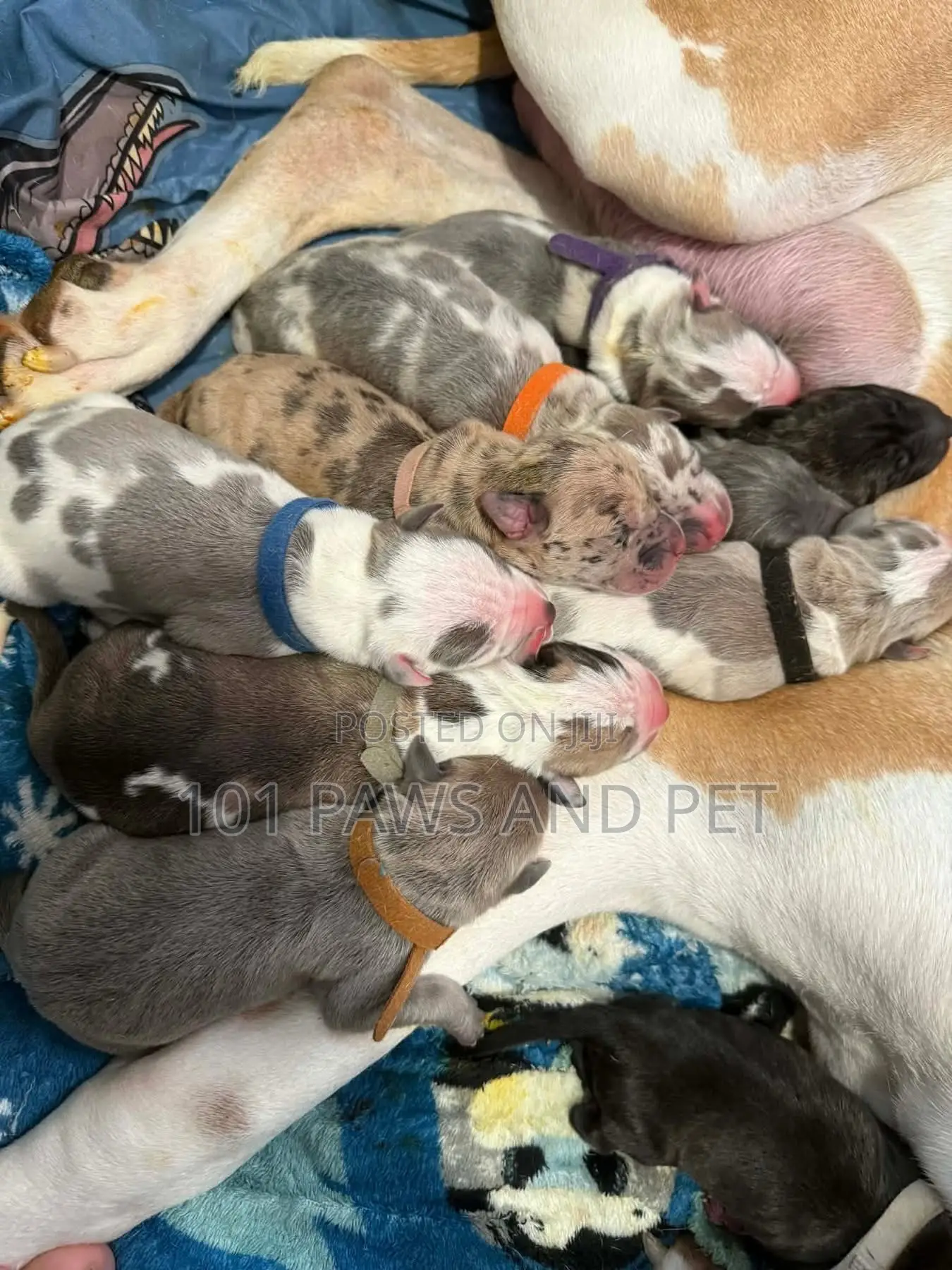 1-3 months Male Purebred Great Dane