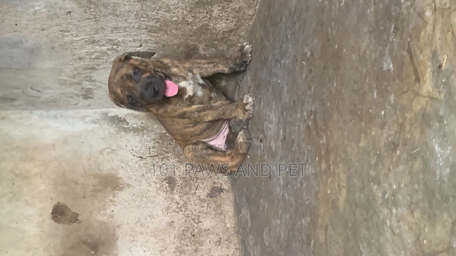 1-3 months Male Purebred Boerboel