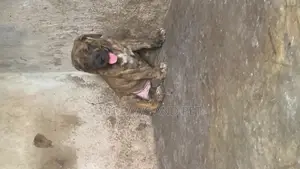 1-3 months Male Purebred Boerboel