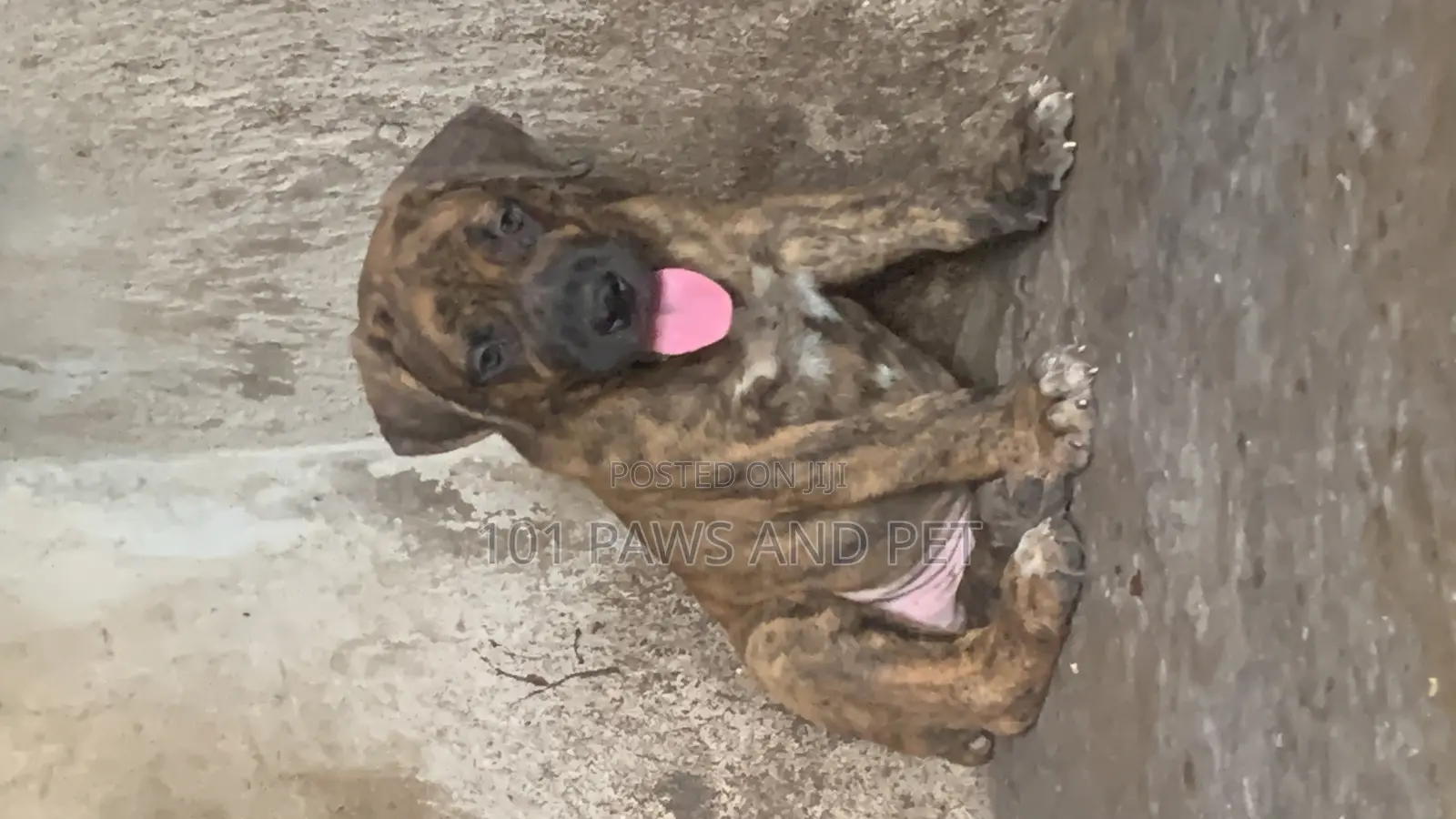 1-3 months Male Purebred Boerboel
