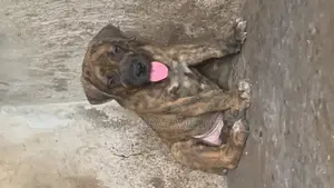 1-3 months Male Purebred Boerboel