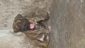 1-3 months Male Purebred Boerboel