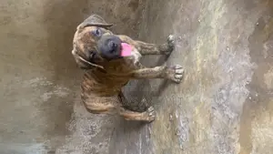 1-3 months Male Purebred Boerboel