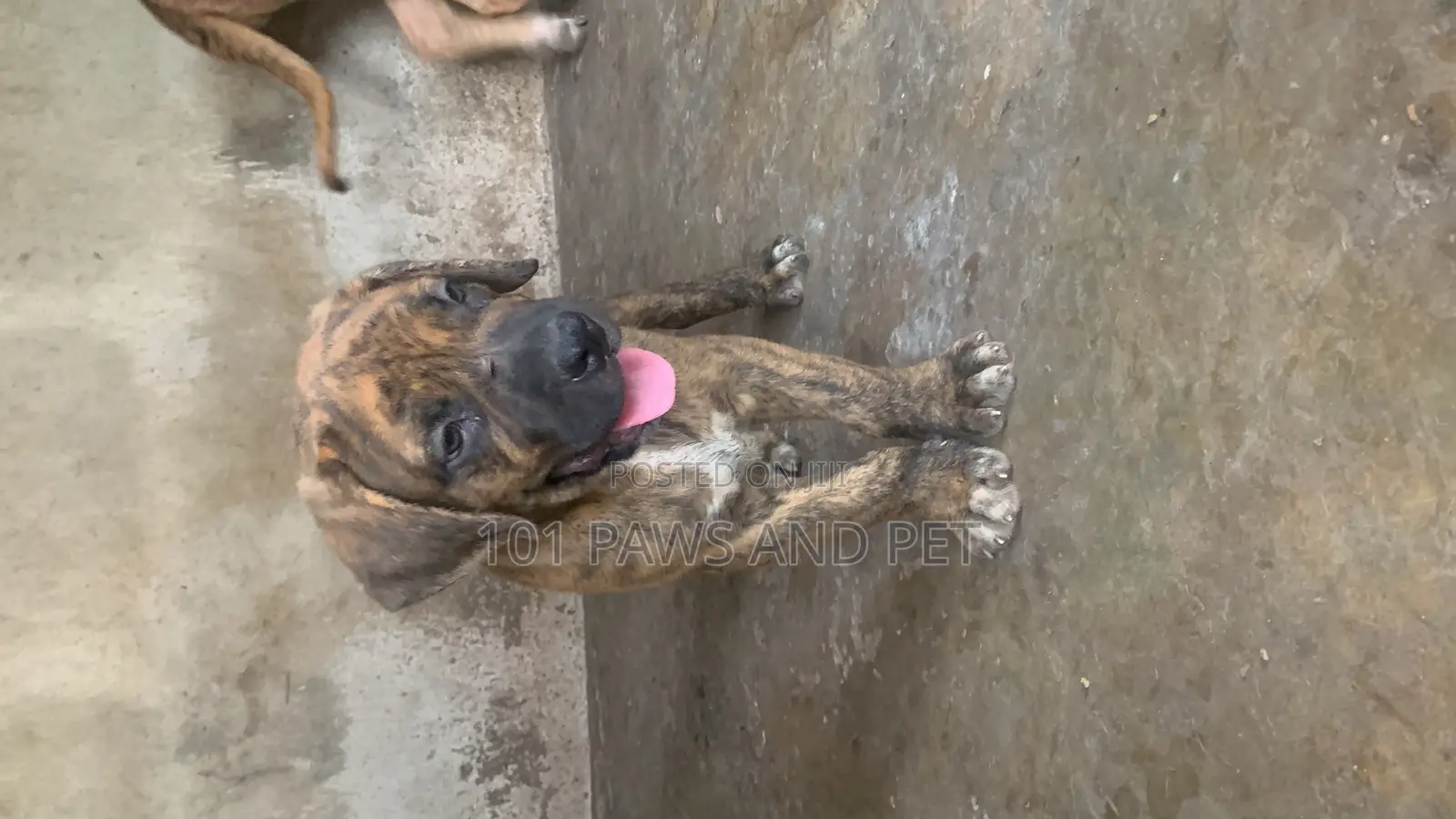 1-3 months Male Purebred Boerboel