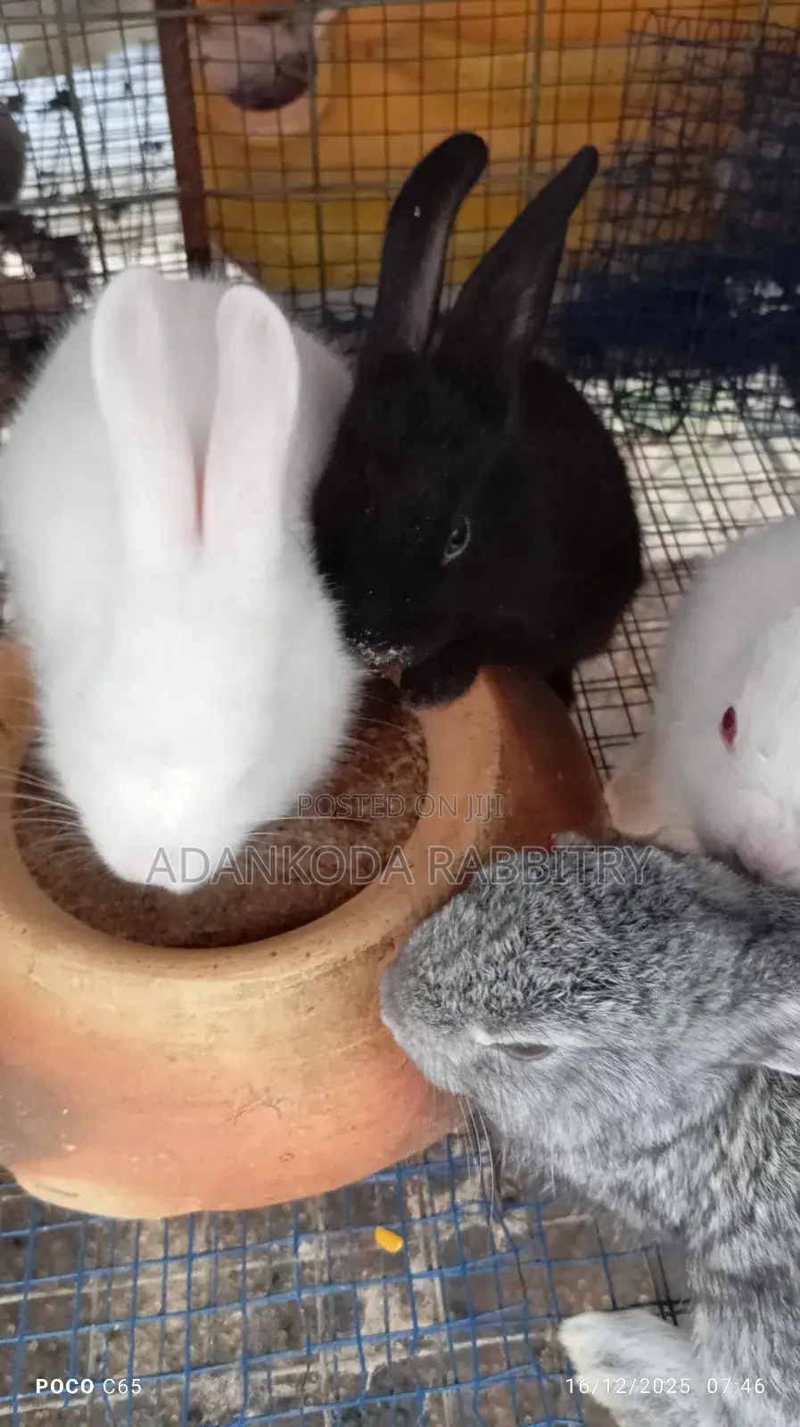 Rabbits for You