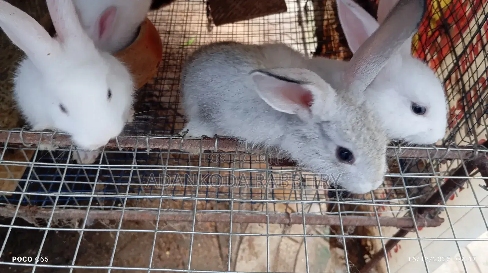 Rabbits for You
