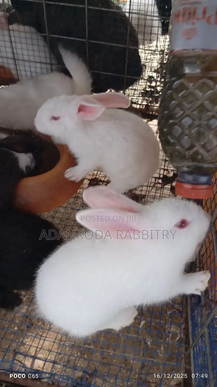Rabbits for You