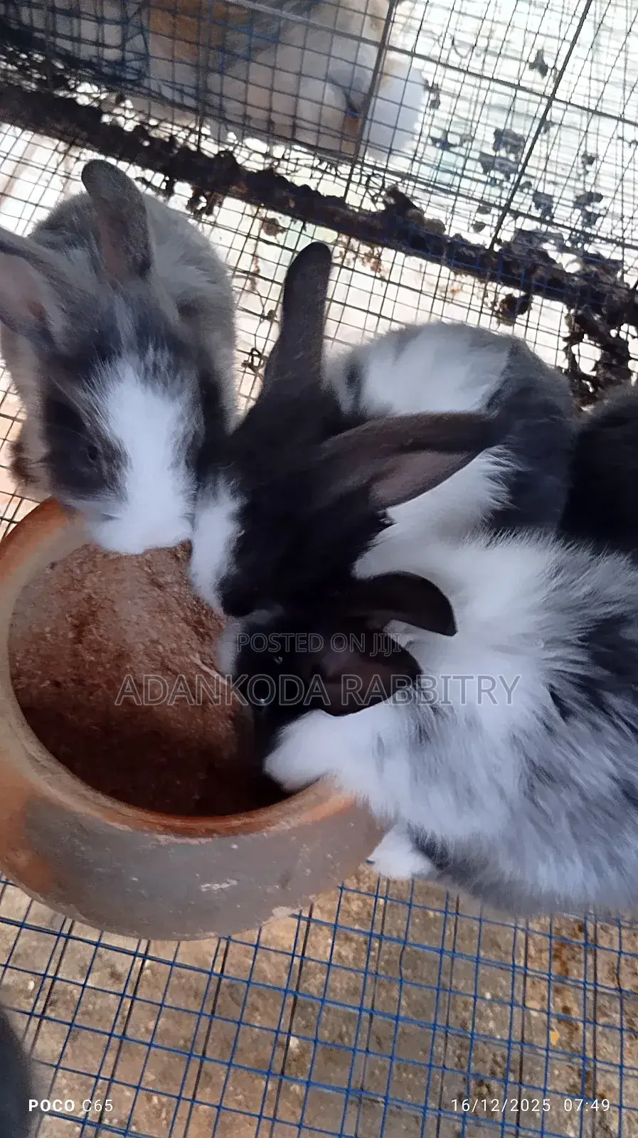 Rabbits for You
