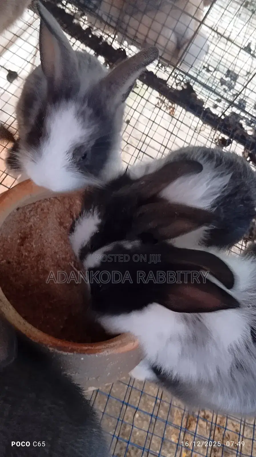 Rabbits for You