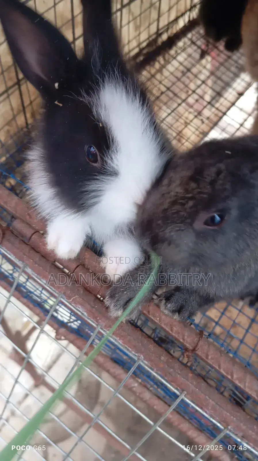 Rabbits for You