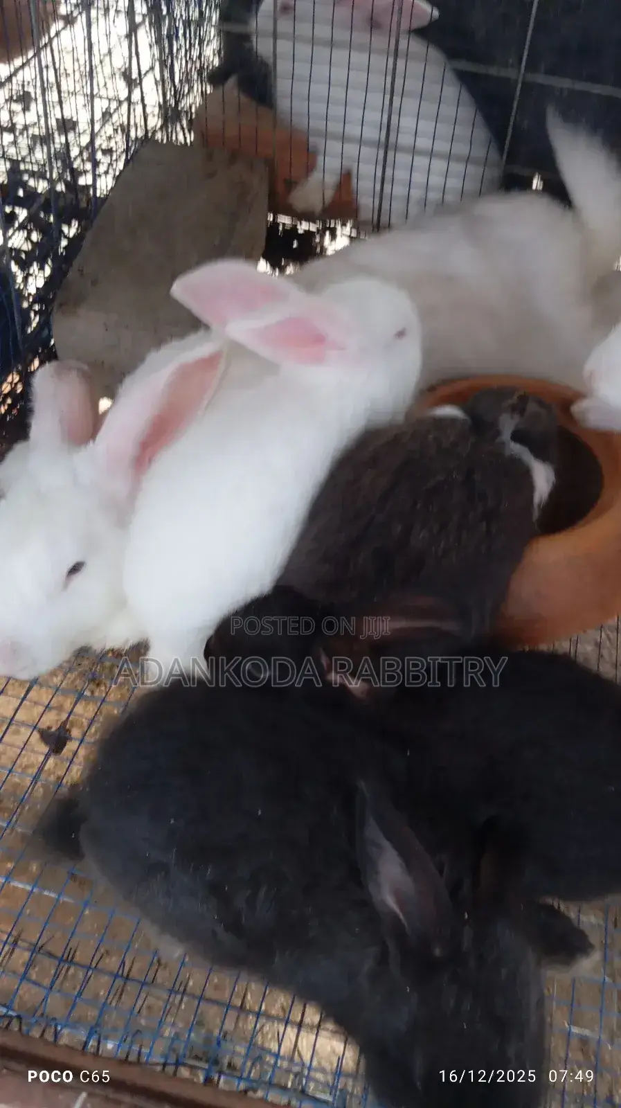 Rabbits for You