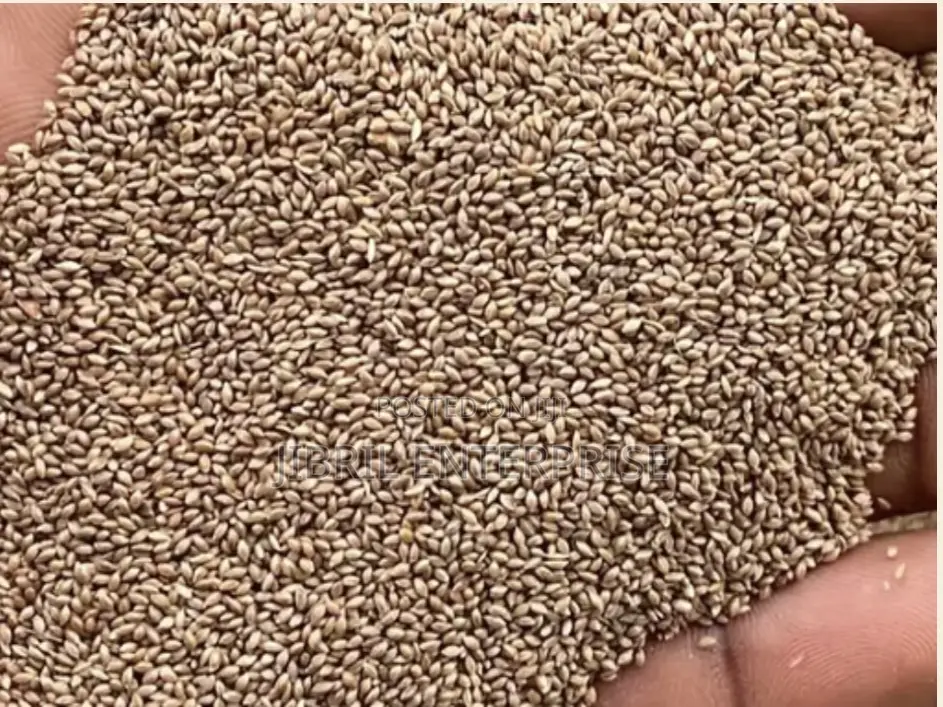 Fonio(Digitaria Exilis)Seeds For Planting, 1kg / 70gh
