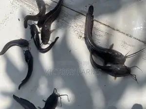 Fast Growing Healthy Catfish