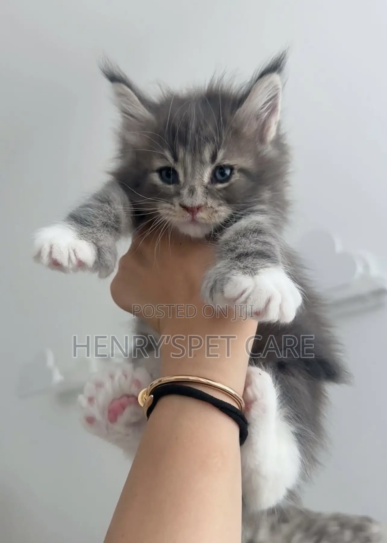 1-3 months Female Purebred Maine Coon