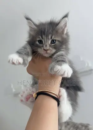 1-3 months Female Purebred Maine Coon