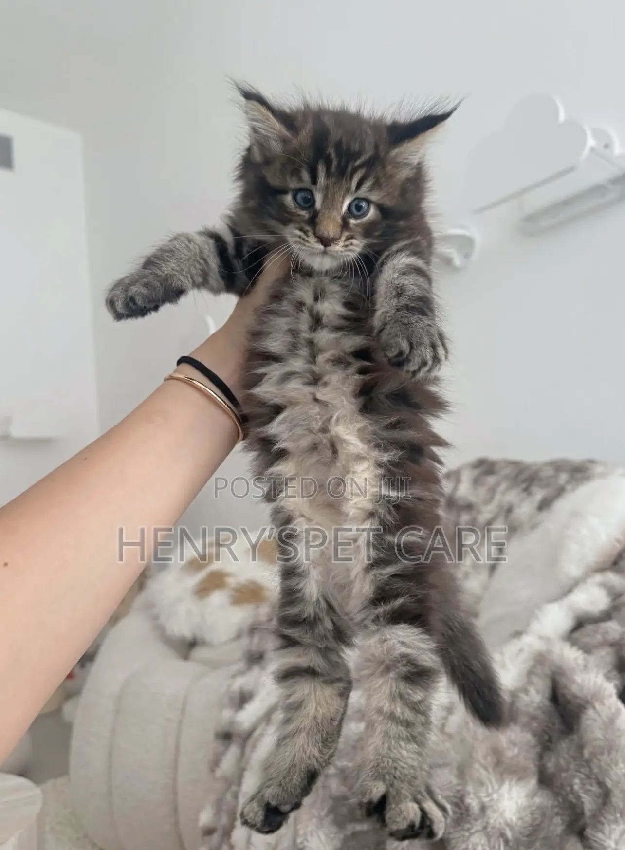 1-3 months Female Purebred Maine Coon