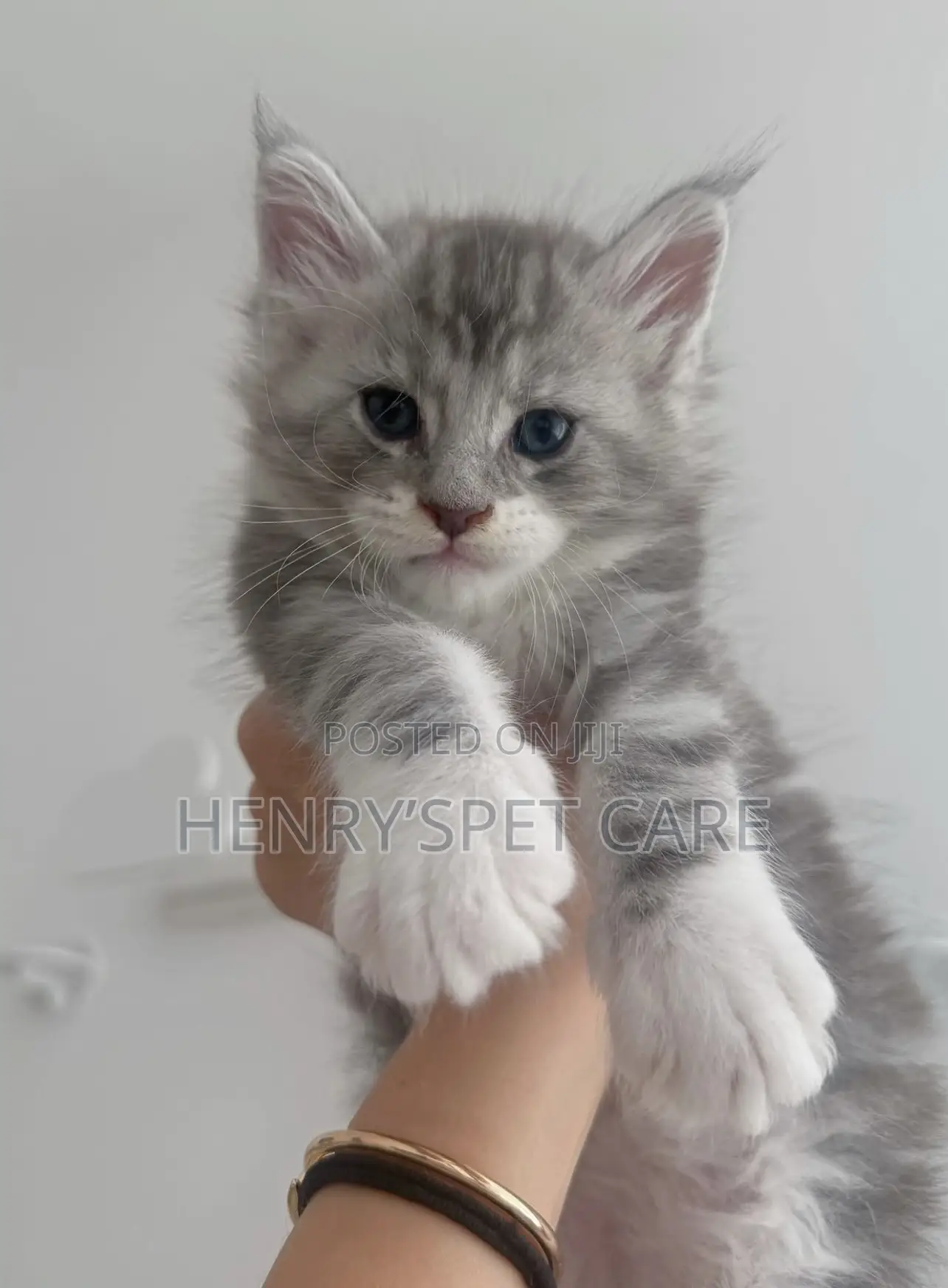 1-3 months Female Purebred Maine Coon