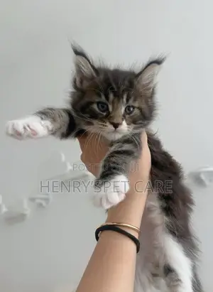 1-3 months Female Purebred Maine Coon