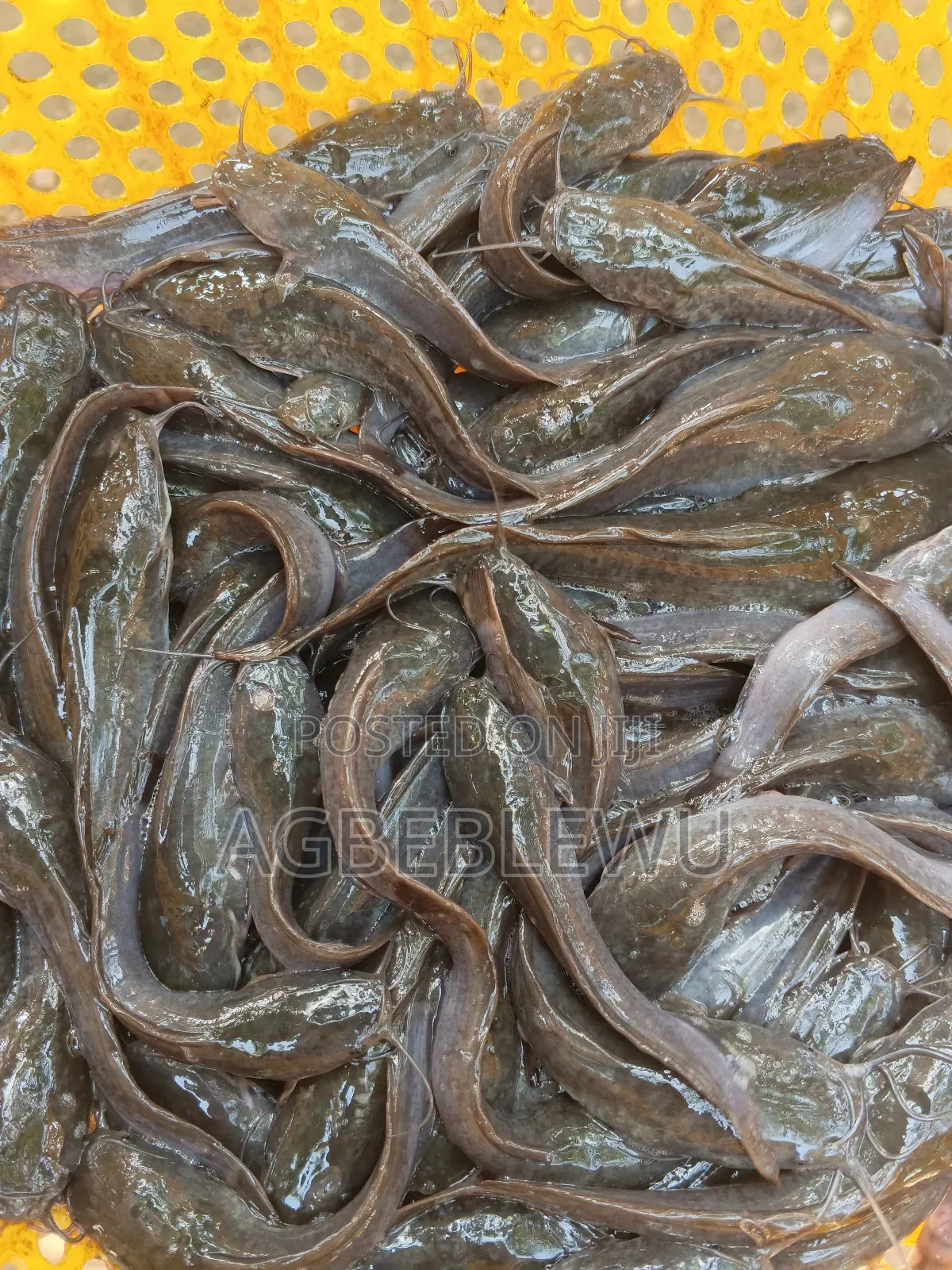 Fast Growing Catfish Jumbo Size