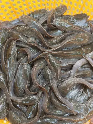 Fast Growing Catfish Jumbo Size