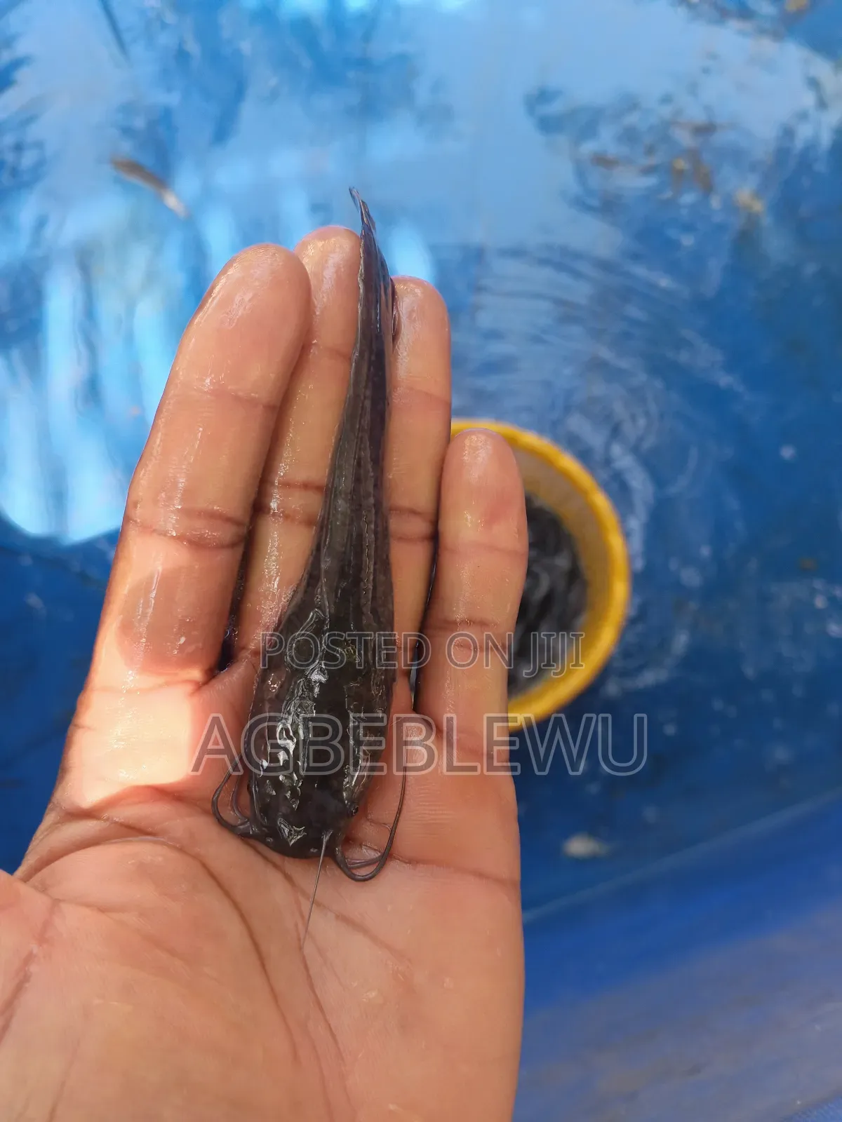 Fast Growing Catfish Jumbo Size