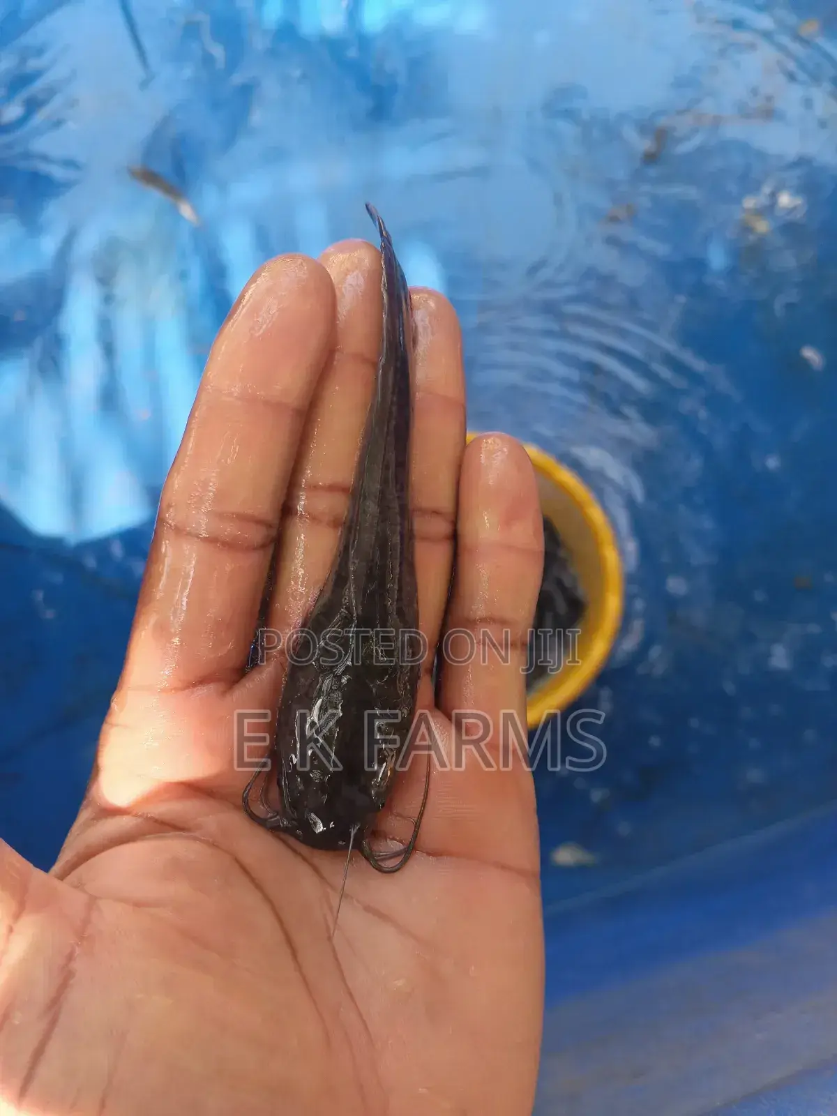 Fast Growing Catfish Jumbo Size