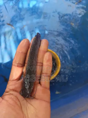 Fast Growing Catfish Jumbo Size