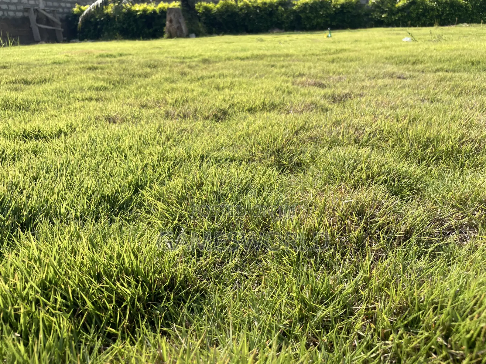 Event Center Garden | Green Grass | Weddings Parties | for Rent