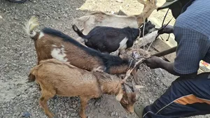 Goats for Sale in Tamale