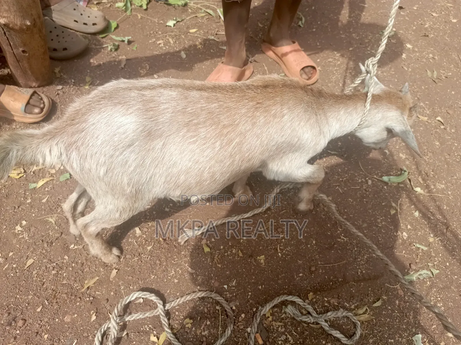 Goats for Sale in Tamale