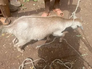 Goats for Sale in Tamale