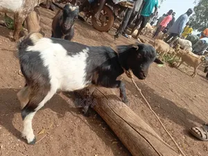 Goats for Sale in Tamale