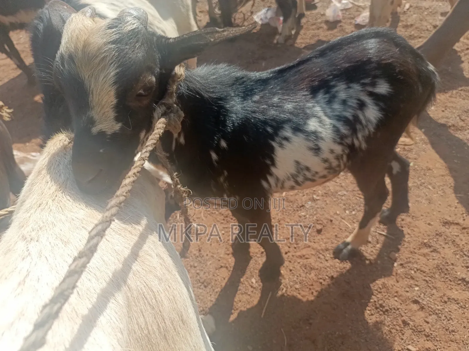 Goats for Sale in Tamale
