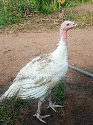 10 Weeks BBW From Belgium for Sale