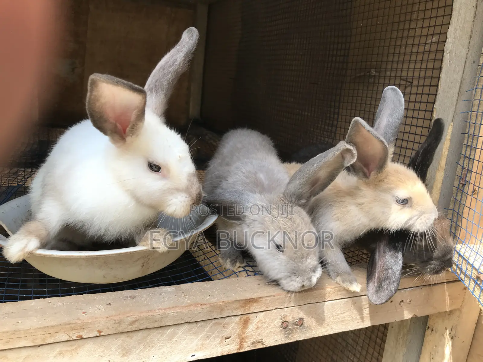 Rabbits For Sale