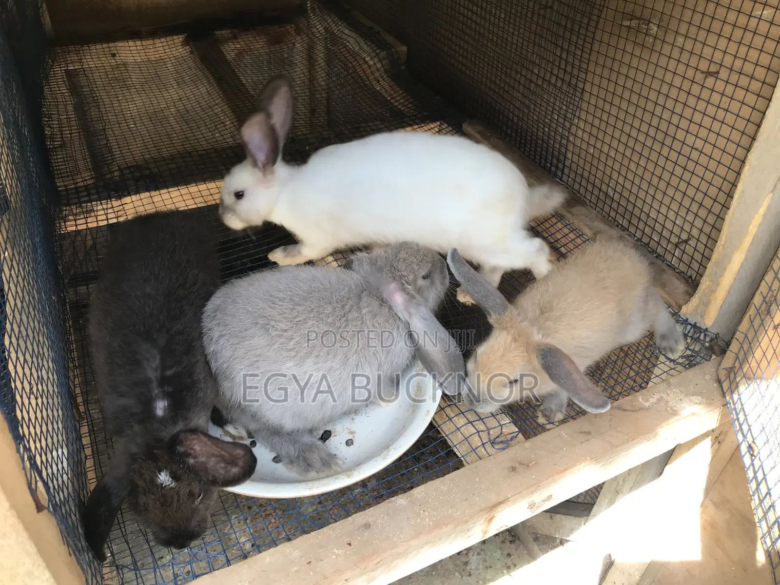 Rabbits For Sale