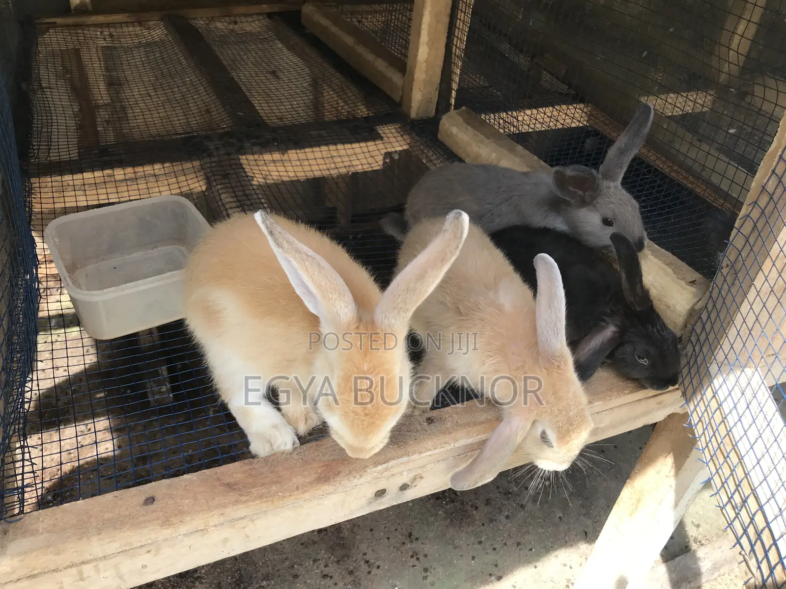 Rabbits For Sale