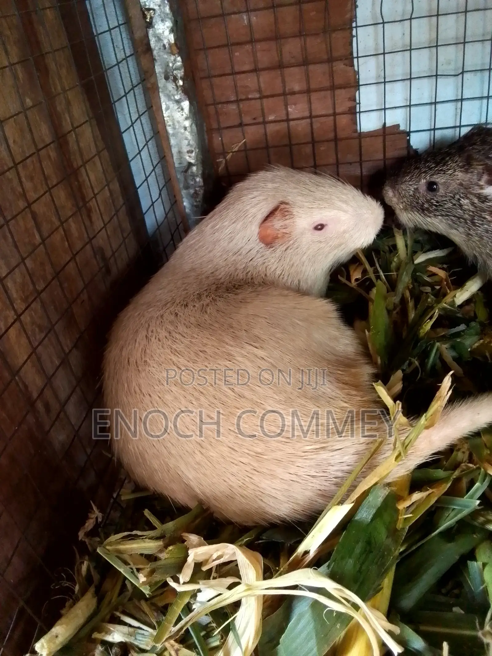 Hygienic, Healthy and Affordable Grasscutters for Sale