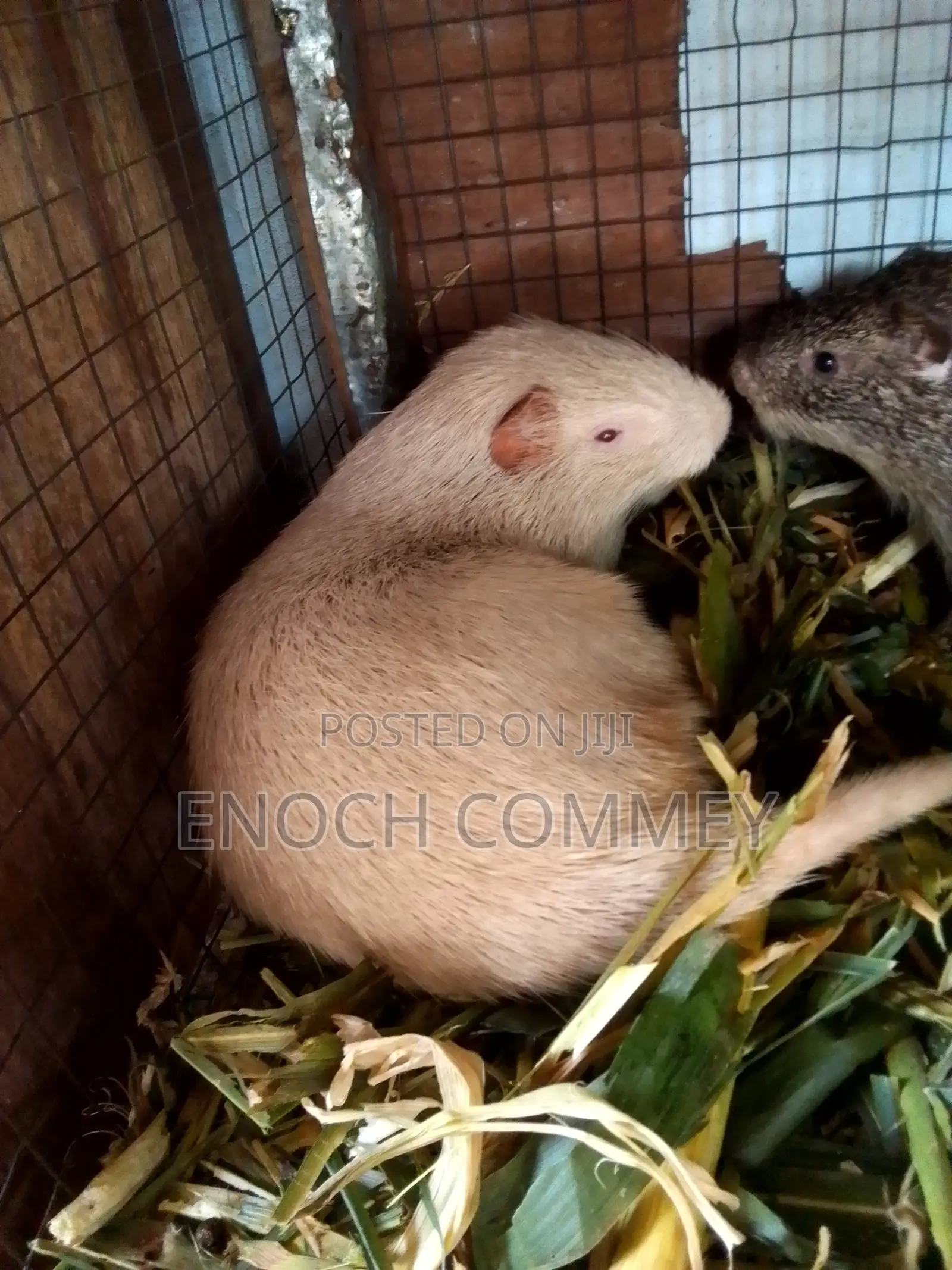 Hygienic, Healthy and Affordable Grasscutters for Sale