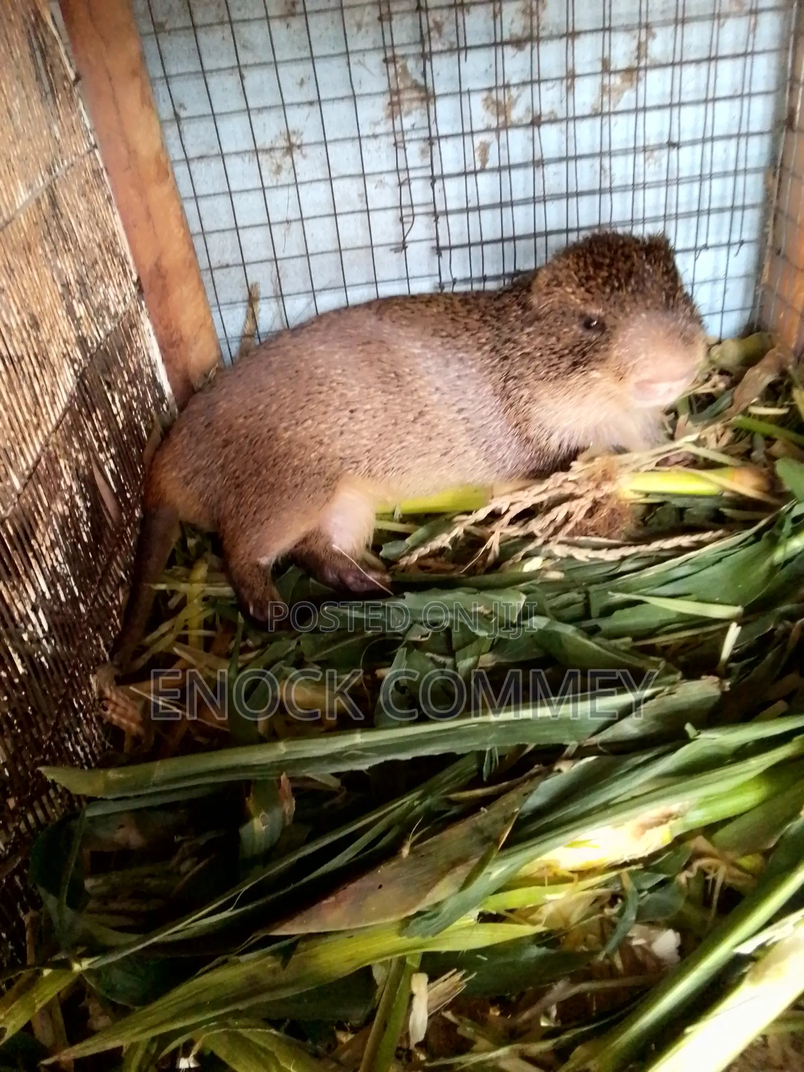 Hygienic, Healthy and Affordable Grasscutters for Sale