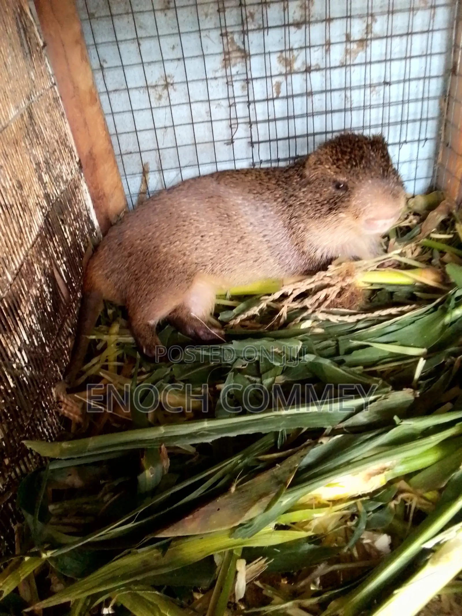 Hygienic, Healthy and Affordable Grasscutters for Sale
