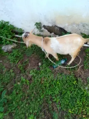 Xmas Promo Mature Goat
