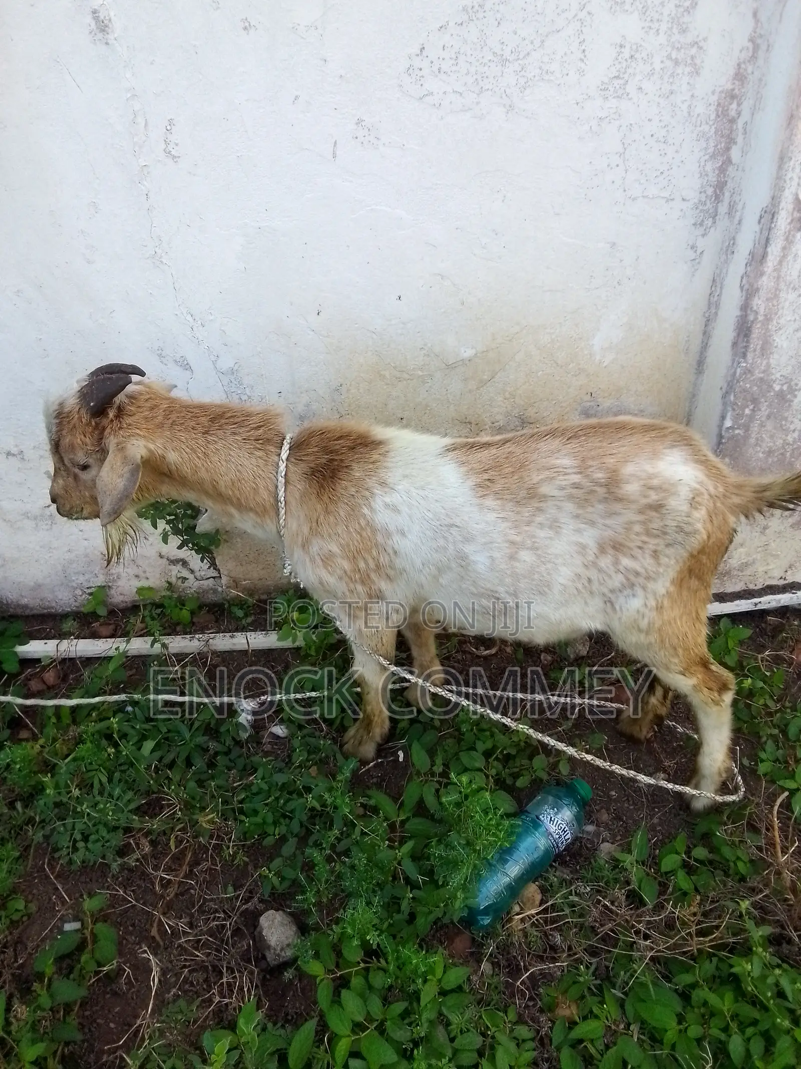 Xmas Promo Mature Goat