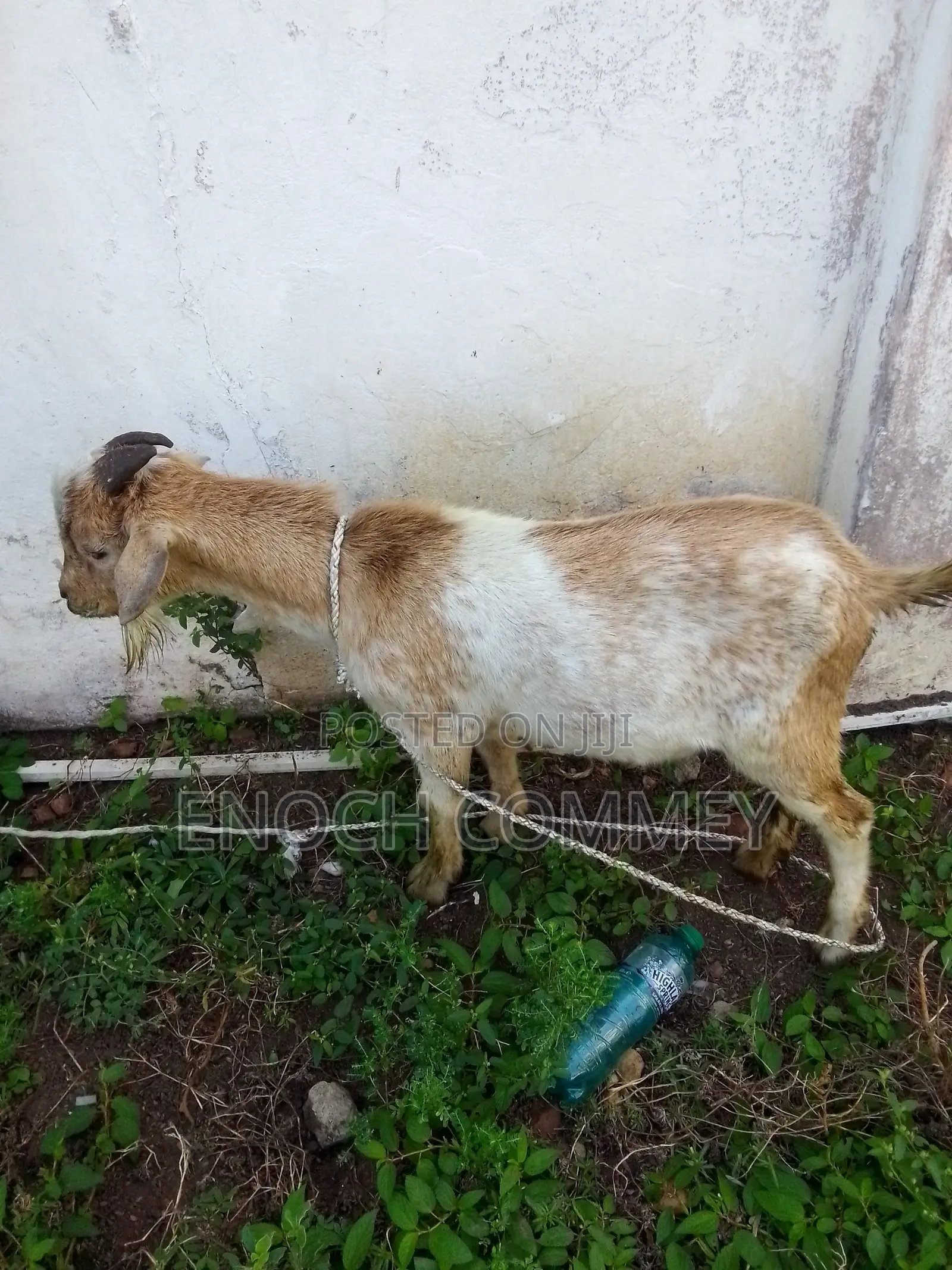 Xmas Promo Mature Goat